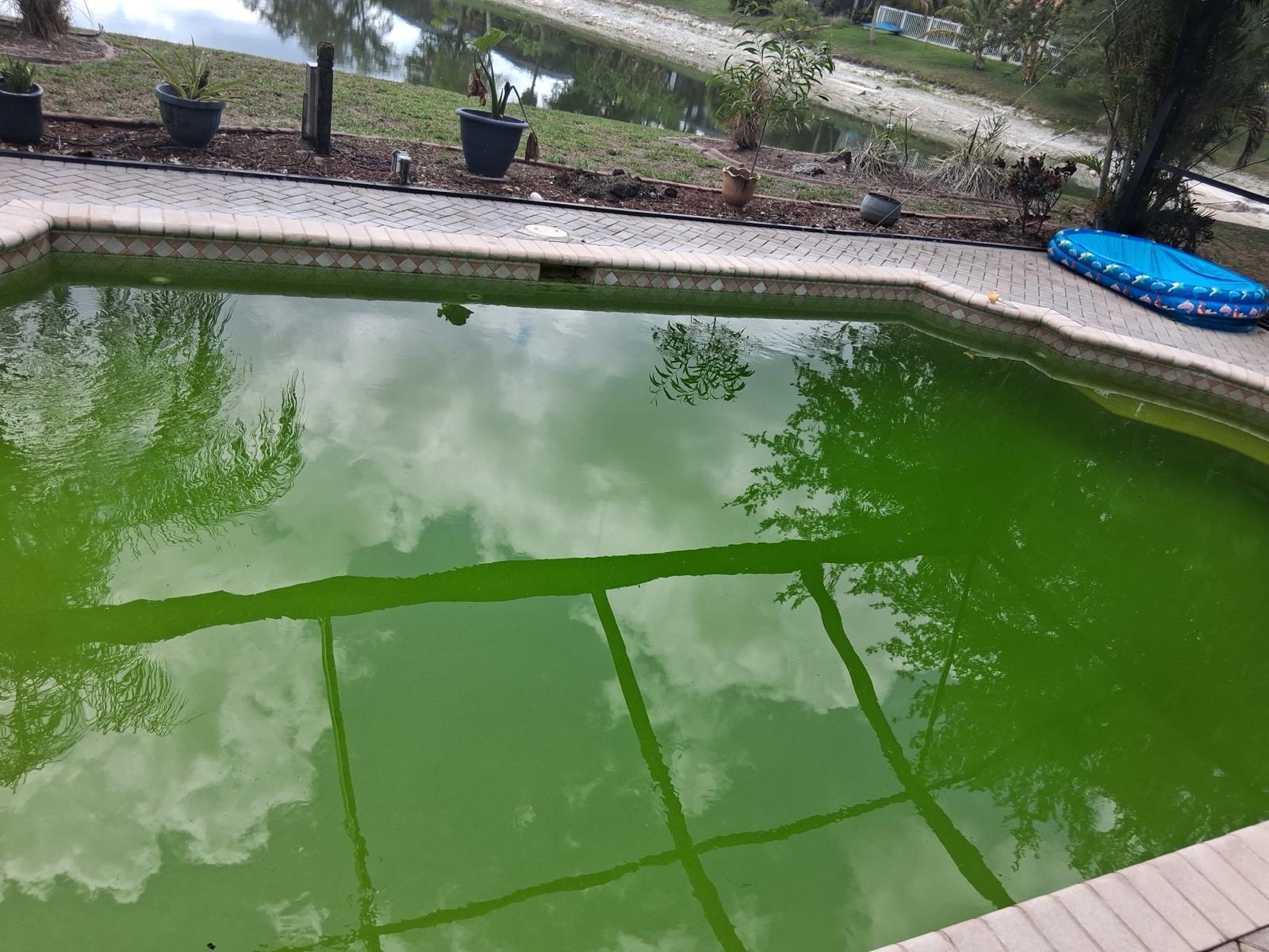 Piscina verde con algas antes del rescate